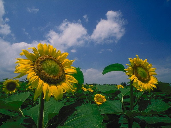 Flowers